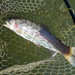 大安トラウトレイク 釣果